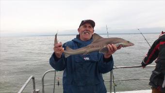 10 lb Starry Smooth-hound by dave marsh
