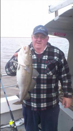 7 lb 2 oz Cod by john scanlon