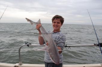 13 lb 5 oz Starry Smooth-hound by Unknown