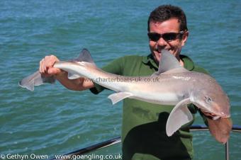 8 lb Starry Smooth-hound by Dave