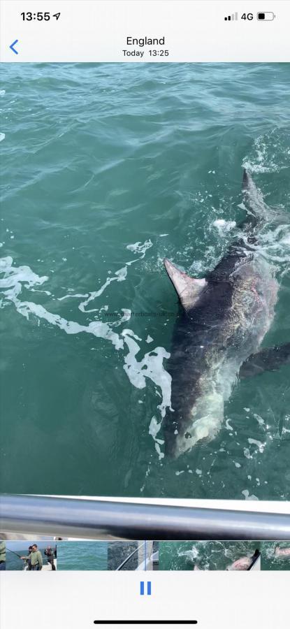 500 lb Porbeagle by Ross needs