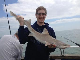 10 lb Starry Smooth-hound by Little John