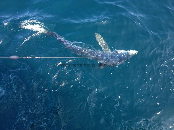 75 lb Blue Shark by CDW