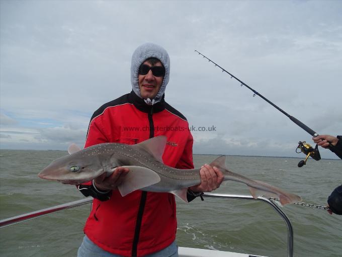 2 oz Smooth-hound by Unknown