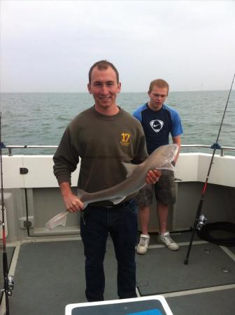 8 lb Starry Smooth-hound by Banksy