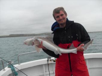 12 lb Starry Smooth-hound by Unknown