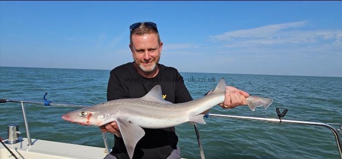 7 lb 4 oz Starry Smooth-hound by Steve