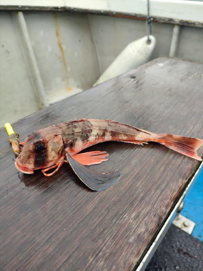 6 oz Streaked Gurnard by John