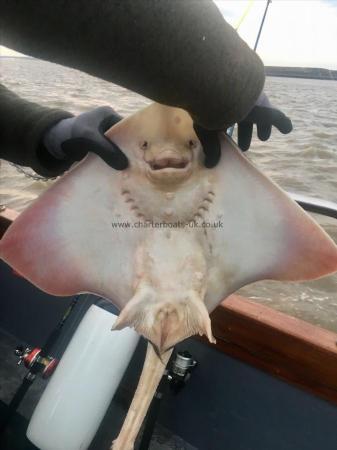 4 lb 8 oz Thornback Ray by Unknown