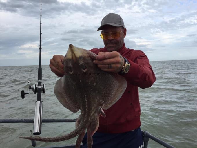 5 lb Thornback Ray by Unknown