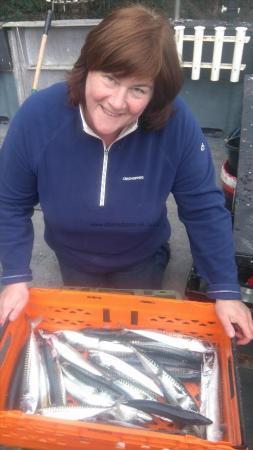 1 lb Mackerel by kirsty