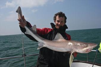 12 lb Starry Smooth-hound by Arron