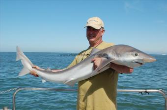 43 lb Tope by doc does it again