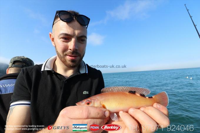 1 lb Cuckoo Wrasse by Craig