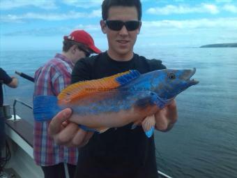 1 lb 10 oz Cuckoo Wrasse by Ethan