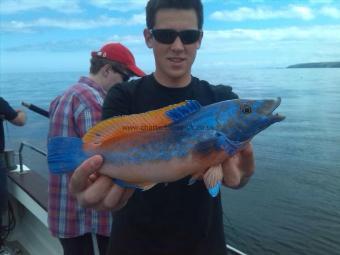 1 lb 10 oz Cuckoo Wrasse by Ethan