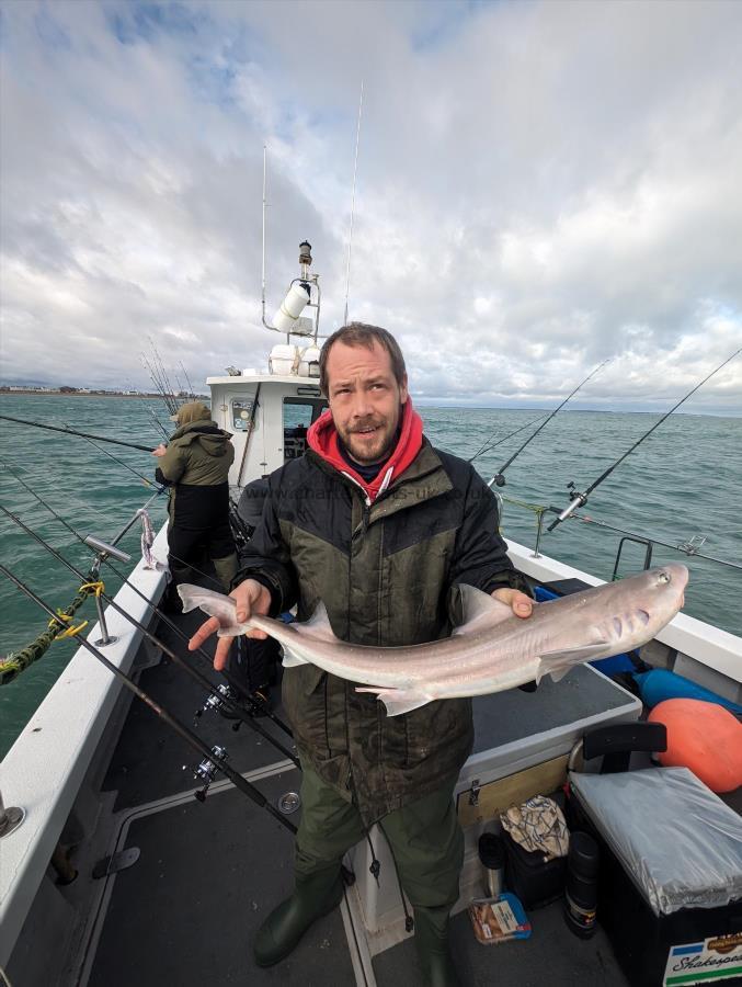 5 lb Smooth-hound (Common) by Andrew