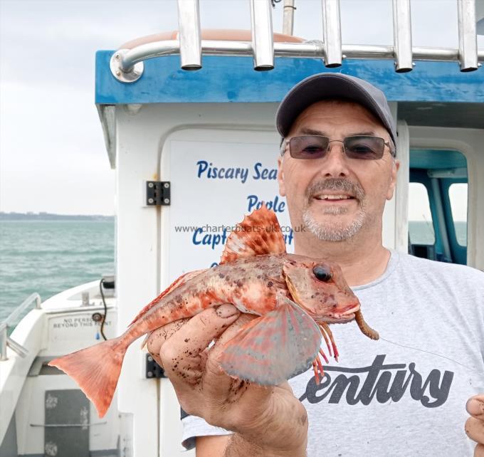 1 lb Streaked Gurnard by Steve Harder