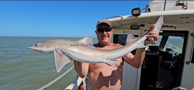 12 lb 4 oz Starry Smooth-hound by Dave