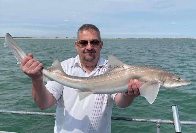 8 lb Starry Smooth-hound by Unknown