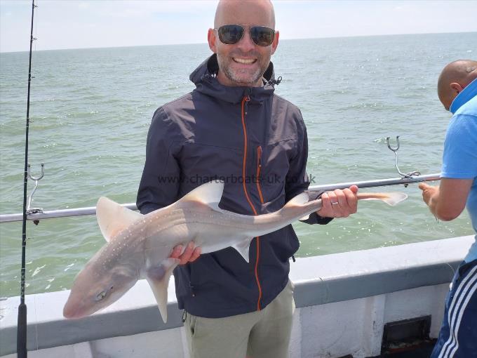 5 lb Starry Smooth-hound by Gary