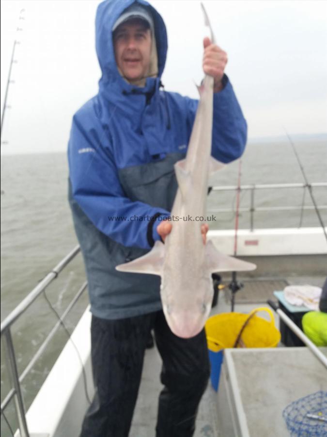 12 lb Smooth-hound (Common) by Lenny chatfield