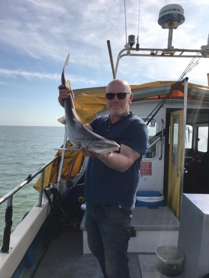 9 lb Starry Smooth-hound by Unknown