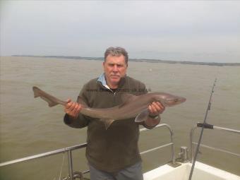 11 lb 8 oz Smooth-hound (Common) by john robinson