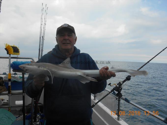 4 lb 5 oz Starry Smooth-hound by Ivan