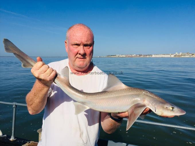 8 lb Starry Smooth-hound by Unknown