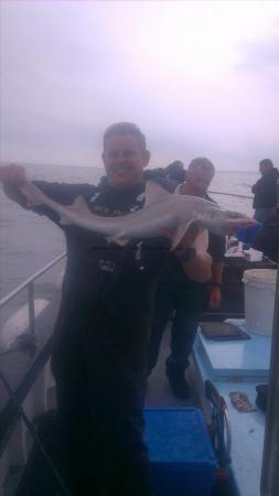 8 lb Starry Smooth-hound by george from broadstairs