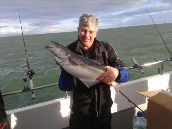 6 lb Coalfish (Coley/Saithe) by Steve Wall-Palmer