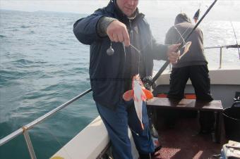 1 lb Red Gurnard by Stephen Wake