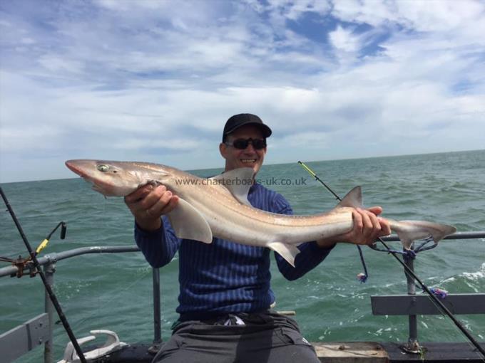 15 lb Smooth-hound (Common) by Unknown