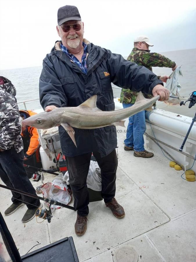 12 lb Smooth-hound (Common) by Big Ian