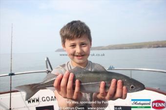 2 lb Coalfish (Coley/Saithe) by Jay