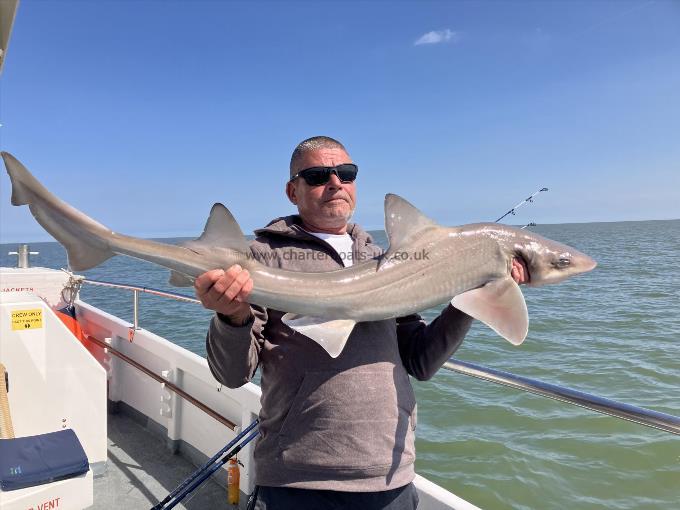 19 lb Smooth-hound by mick