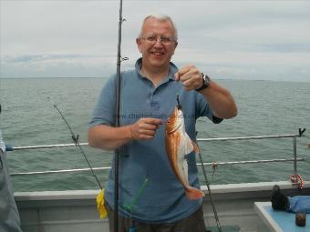 2 lb 4 oz Tub Gurnard by Unknown