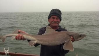 14 lb Smooth-hound (Common) by Dai Harris