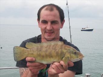 2 lb 6 oz Ballan Wrasse by Unknown