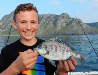 2 lb Black Sea Bream by Dylan
