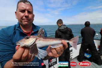 1 lb Grey Gurnard by Ian