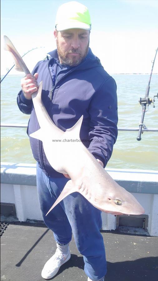 9 lb Smooth-hound (Common) by Gavin from Kent