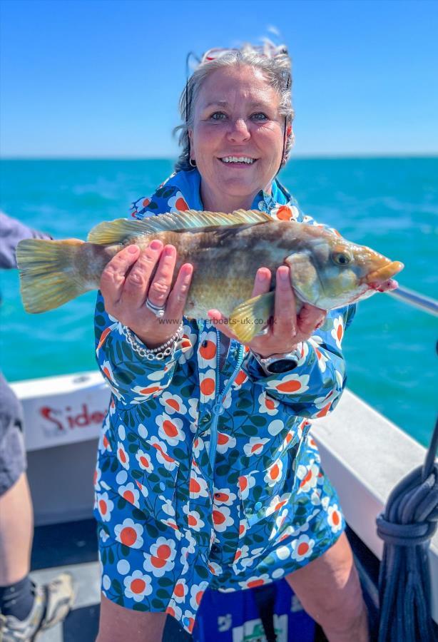 1 lb 14 oz Ballan Wrasse by Lisa Mcnally