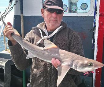 6 lb Starry Smooth-hound by rory