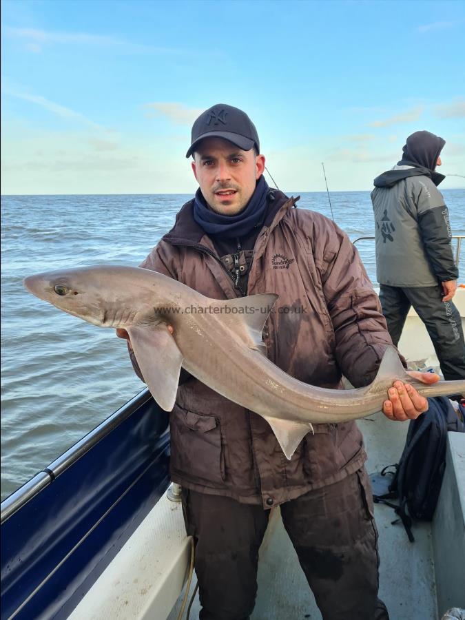 12 lb 1 oz Smooth-hound (Common) by Unknown