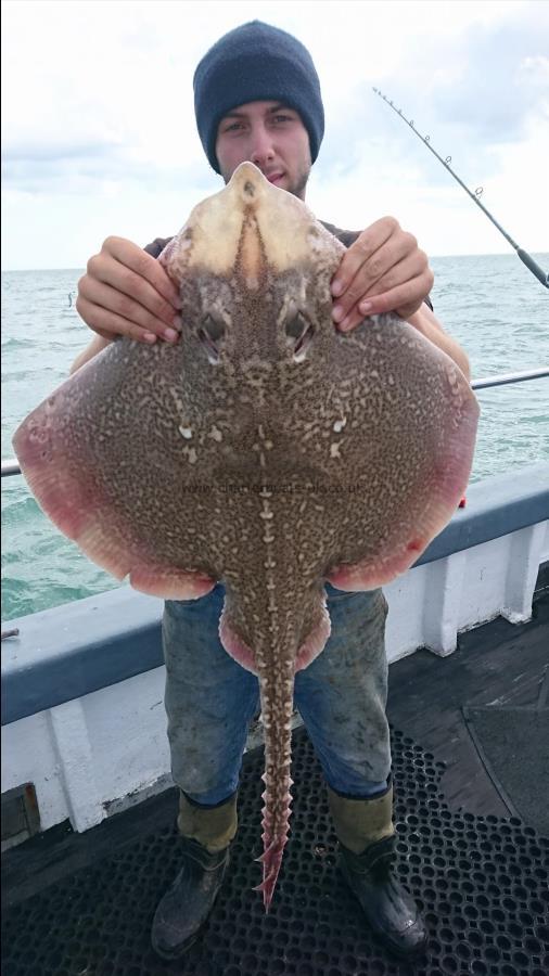 11 lb 2 oz Thornback Ray by Dan from Kent