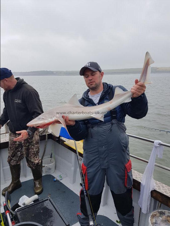 12 lb Smooth-hound (Common) by Royal marines
