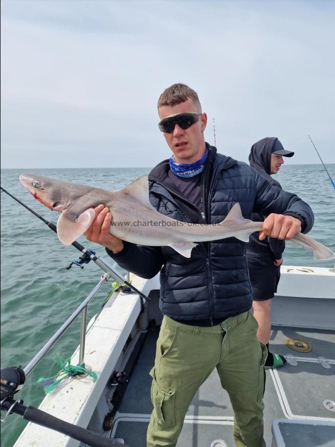 11 lb Starry Smooth-hound by Will