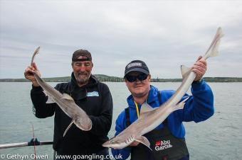 10 lb Starry Smooth-hound by Midge & Mike